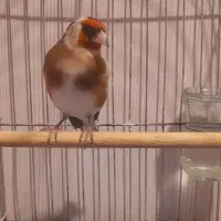 سهره خانگی نر