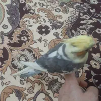 عروس هلندی گل باقالی