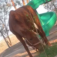 اسب مادیون سهساله|اسب و تجهیزات اسبسواری|فهرج, |دیوار