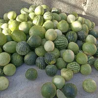 میوه تازه|خوردنی و آشامیدنی|میان جلگه, |دیوار