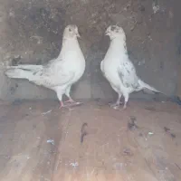 کبوتر تکپر|حیوانات مزرعه|تاتار علیا, |دیوار