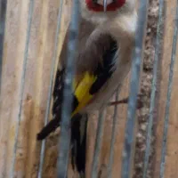 سهره|پرنده|مسجد سلیمان, |دیوار