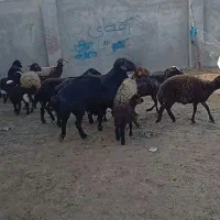 فروش قوچ و میش بره دار و آبستن|حیوانات مزرعه|گنبد کاووس, |دیوار