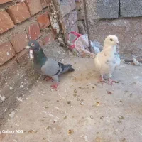 کفتر