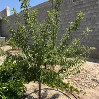 فروش خانه باغ  (باغ شهری )|فروش خانه و ویلا|لار, |دیوار