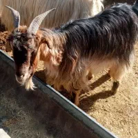 حیوانات مزرعه|حیوانات مزرعه|مرودشت, مجد آباد|دیوار