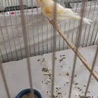 قناری و عروس و مرغ عشق