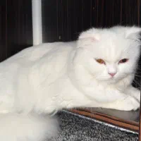 گربه ماده میکس پرشین اسکاتیش