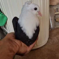 جوجه کله سفید کاکلی