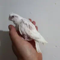 جوجه البینیو ولوتینیو زعفرانی سرلاکی|پرنده|شاهرود, |دیوار