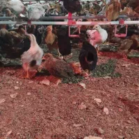 جوجه محلی 45روزه واکسن خورده سالم