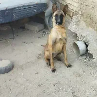 سگ نر و ماده