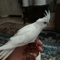 عروسی هلندی
