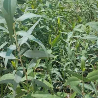 نهال اکلیتوس موجود|خدمات باغبانی و درختکاری|جهرم, |دیوار