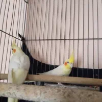 عروس هلندی جفت