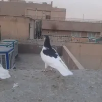 کبوتر رنگی|پرنده|تهران, سبلان|دیوار