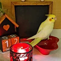 انواع عروس هلندی در تمام رنگ ها