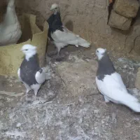 طوقی|پرنده|جرقویه, |دیوار