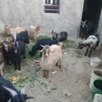 کره نر بزغاله ۲۰تا۲۳کیلو