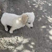 سگ نژاد دار|سگ|مشهد, کوی سیدی|دیوار