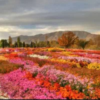 فروش ۳۲۵متر زمین باغی با سند شش دانگ تک برگ