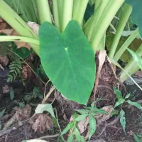 گل بابا آدم بزرگ قدی|گل و گیاه طبیعی|رشت, بازار|دیوار