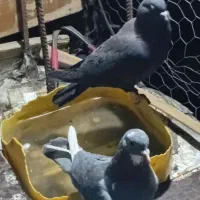 کبوتر هر ک خواست پیام بده