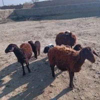 گوسفند بره دار