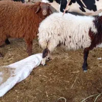 گوسفند ماده وبز نر|حیوانات مزرعه|چمران, |دیوار