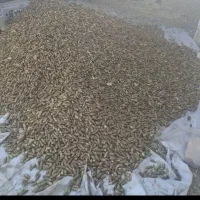 بلوط|خوردنی و آشامیدنی|دلیجان, |دیوار