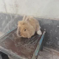 بچه خرگوش لوپ|موش و خرگوش|سبزوار, علمدار|دیوار