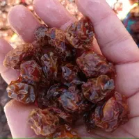 فروش آلو خشک درجه یک|خوردنی و آشامیدنی|شیراز, کوشک میدان|دیوار