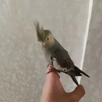 عروس هلندی ماده