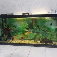 اکواریم