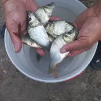 ماهی کپور بدون واسطه