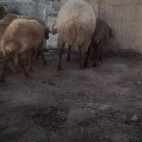 اصلاندوز  مغان|حیوانات مزرعه|بران, |دیوار