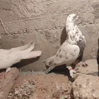 کبوتر|پرنده|مرند, |دیوار