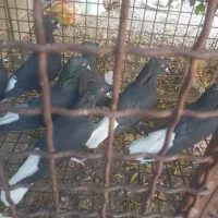 کبوتر سیاه دم سفید|پرنده|بهبهان, |دیوار