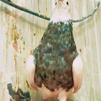 طوقی|پرنده|مشهد, کوی المهدی|دیوار