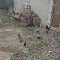 ۵ عدد جوجه ژاپنکس سرحال