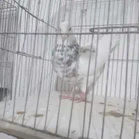 طوق سور کلاهی