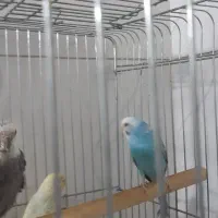 مرغ عشق و فنچ