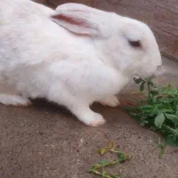 خرگوش