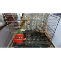 فنج جفت به شرط|پرنده|بندر امام خمینی, |دیوار