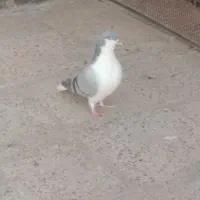 ساده سبزروشن