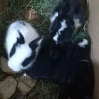 خرگوش