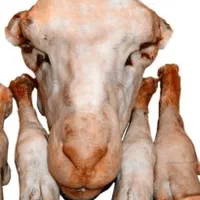 پاککردنکلهپاچه
