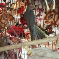 عروس ماده آماده