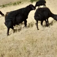 قوچ قره قزل موفر
