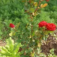 تدریس خصوصی پایه اول